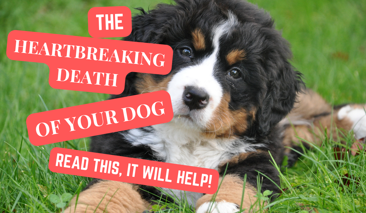 You are currently viewing THE HEARTBREAKING DEATH OF A DOG, 12 QUOTES TO GIVE COMFORT AND HEALING