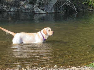 heartbreaking death of a dog