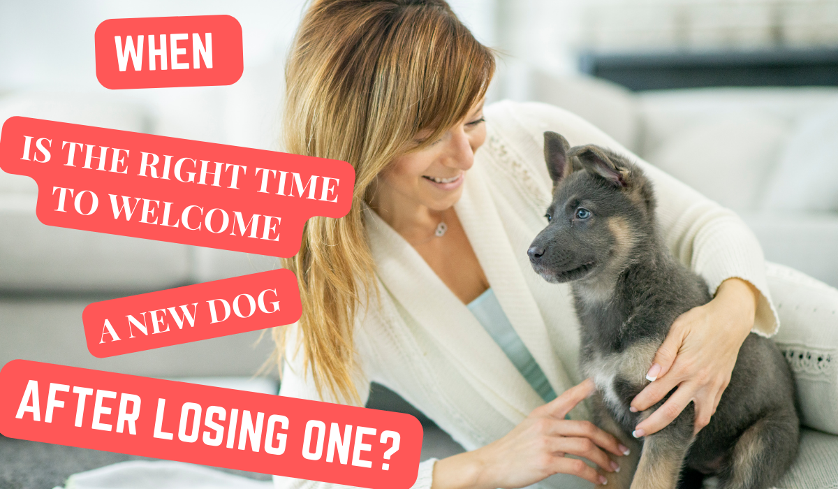 Read more about the article GETTING A NEW DOG AFTER LOSING ONE: WHEN IS THE RIGHT TIME?